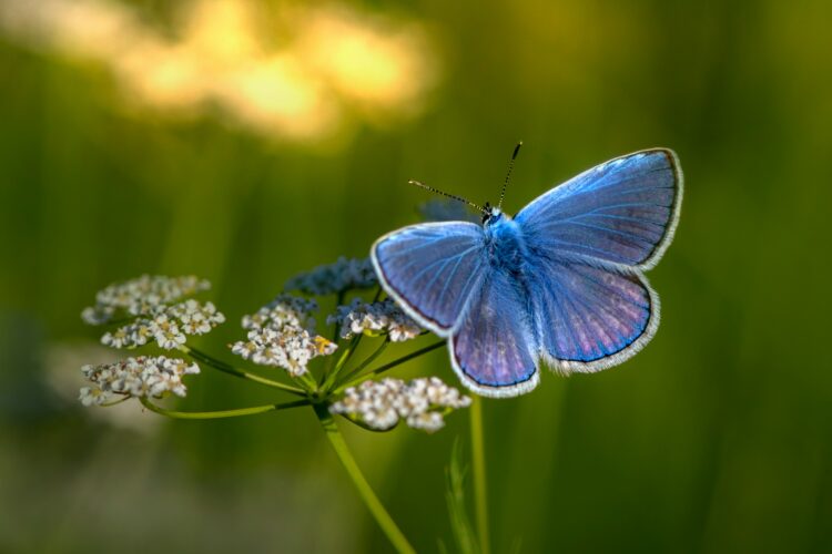 Grief, Faith, and the Blue Butterfly image