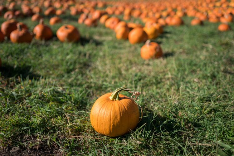 Student Pumpkin Patch Trip image