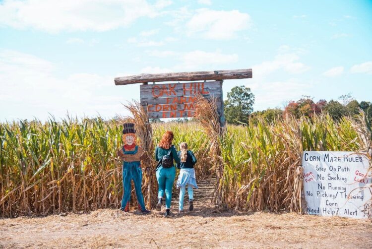 Student Pumpkin Patch Trip image